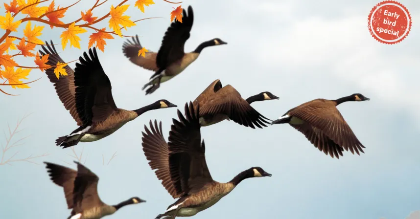 Early bird image